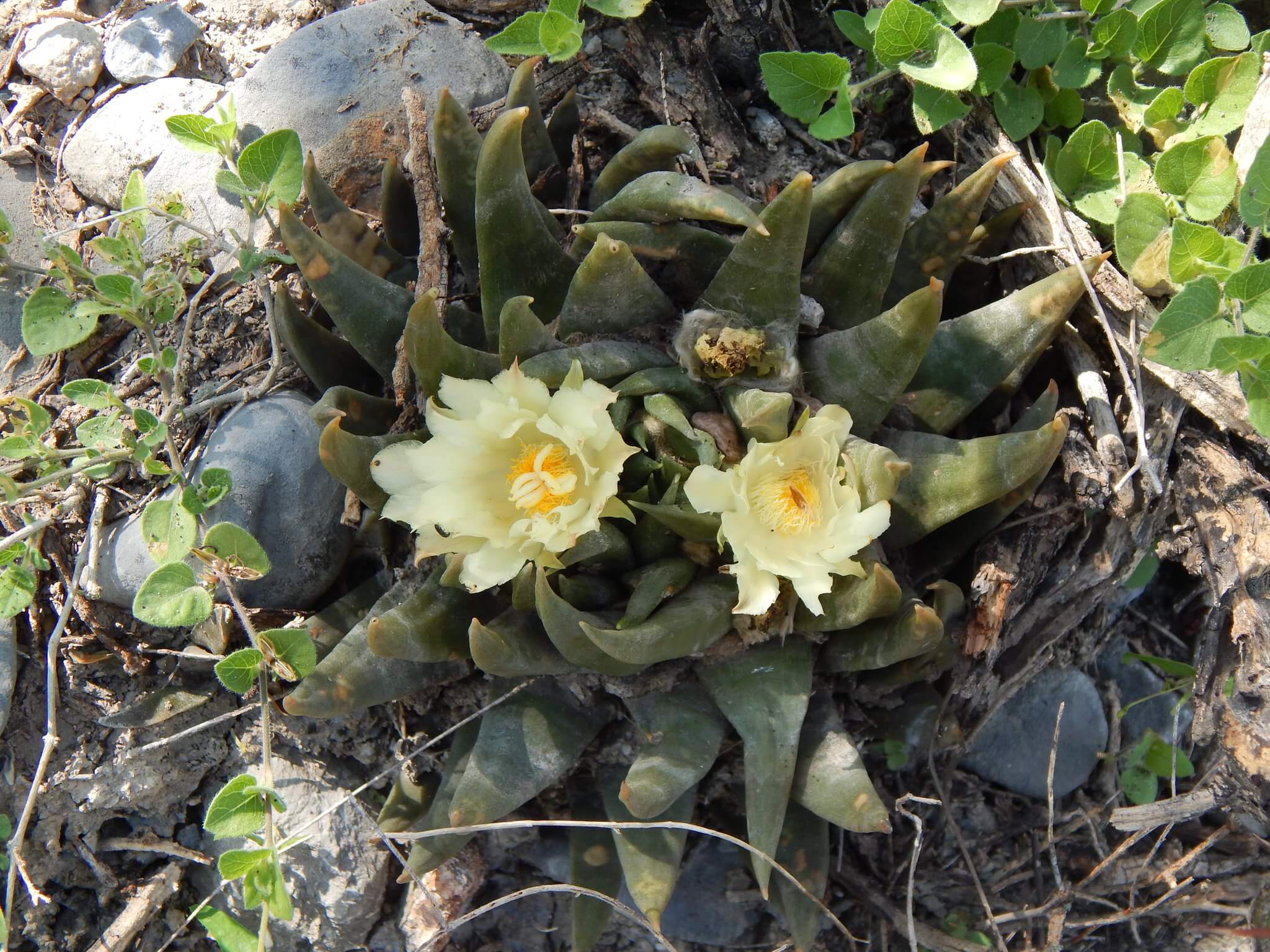 Ariocarpus trigonus